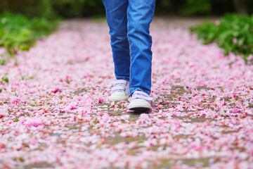 Preschooler girl walking in cherry blossom garden, path is covered by pipnk fallen petals and flowers