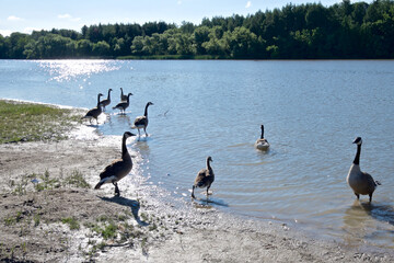 Canadian Geese resting on the shoreline