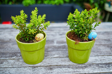 Colored Easter eggs hidden in flower pots for the Easter tradition of egg hunt