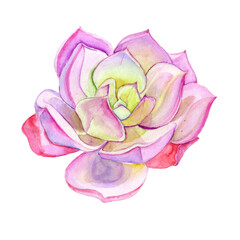 Watercolor succulent isolated on white background.
