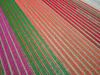 Aerial drone view of blooming tulip fields in Netherlands