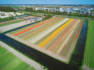 Naklejka premium Aerial drone view of blooming tulip fields in Netherlands