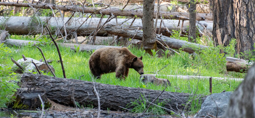 Wild bear in Yosemite National Park