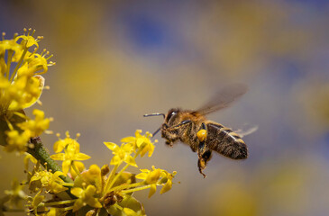 Piękna latająca pszczółka podczas zbierania nektaru na łące - obrazy, fototapety, plakaty