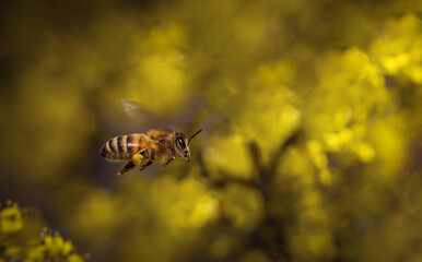 Piękna latająca pszczółka podczas zbierania nektaru na łące