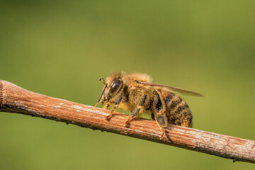 Piękna latająca pszczółka podczas zbierania nektaru na łące - obrazy, fototapety, plakaty