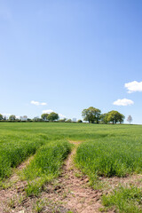 Summertime fields and hedgerows in the UK.