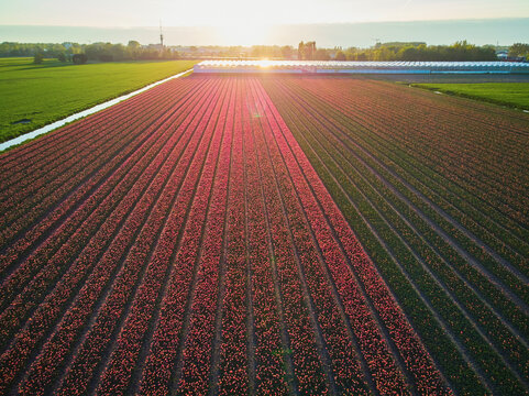 Aerial drone view of blooming tulip fields in Netherlands