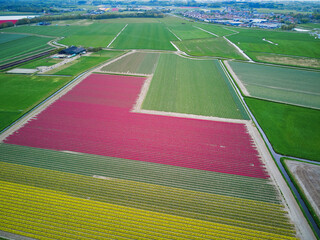 Aerial drone view of blooming tulip fields in Netherlands