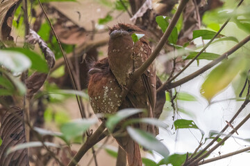 Sri Lanka frogmouth or Ceylon frogmouth (Batrachostomus moniliger) at  Thattekkad Bird Sanctuary, Kerala, India.