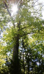 Fototapeta premium Sunlight through trees