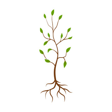 Little tree with green leaves growing vector illustration. Sapling on white background. Nature concept