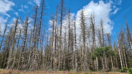 Waldsterben