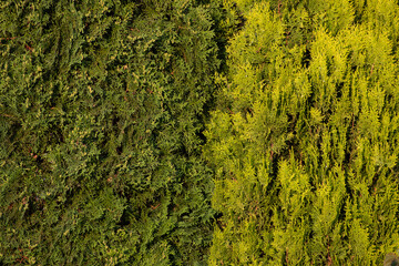 Obraz premium Green moss on the tree