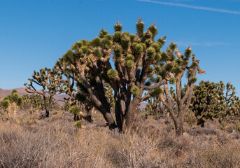 Joshua Tree in Mojave Desert 