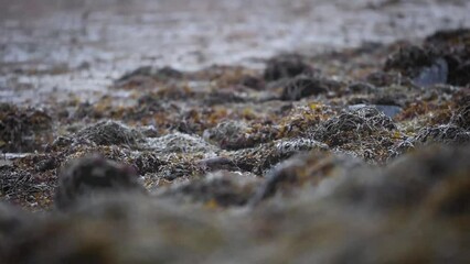 Slow motion otter eating