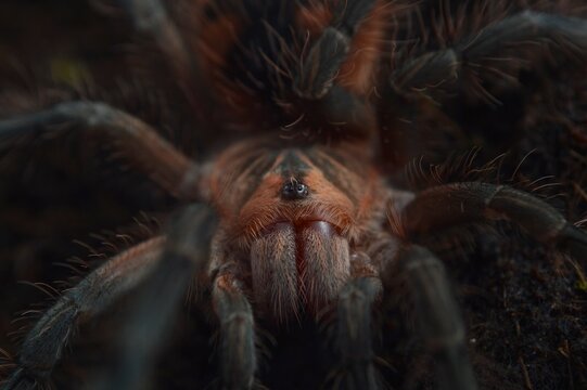 Pamphobeteus sp. machala