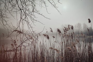 Ried - Seegrass - Seeufer - Nebel - Kalt - Winter