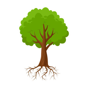 Big tree growing vector illustration. Drawing of tree with green crown of leaves on white background. Nature concept