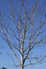 Arbol