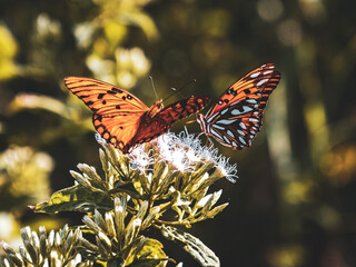 Butterfly in nature in Las Galeras, Dominican Republic