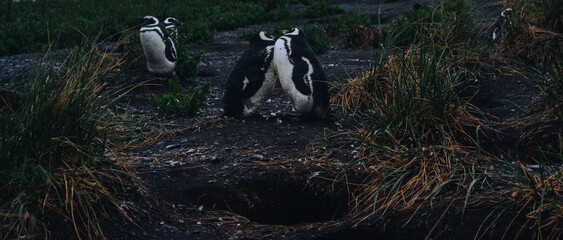 Fototapeta premium penguin at natural habitat, penguin family in antartic landscape, papua, king, magallanic, natural, fauna, wild penguins, wildlife, sea