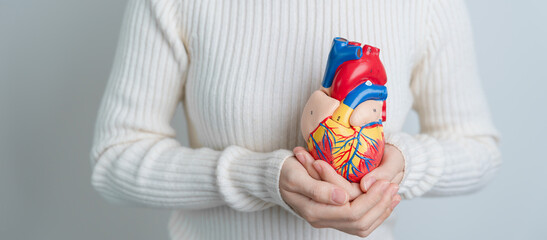 Woman holding human Heart model. Cardiovascular Diseases, Atherosclerosis, Hypertensive Heart, Valvular Heart, Aortopulmonary window, world Heart day and health concept