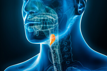 Xray image of epiglottis 3D rendering illustration with male body contours. Human anatomy, medical, biology, science, healthcare concepts.