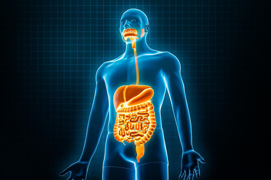 Xray Anterior Or Front View Of Full Human Digestive System 3D Rendering Illustration With Male Body Contours. Human Anatomy, Gastrointestinal Tract, Medical, Biology, Science, Healthcare Concepts.