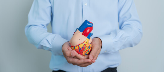 man holding human Heart model. Cardiovascular Diseases, Atherosclerosis, Hypertensive Heart,...