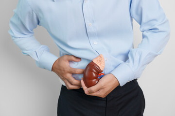 Man holding Anatomical human kidney Adrenal gland model. disease of Urinary system and Stones,...