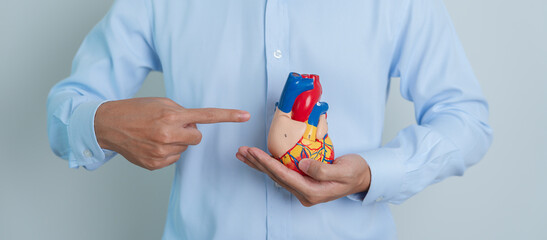 man holding human Heart model. Cardiovascular Diseases, Atherosclerosis, Hypertensive Heart,...