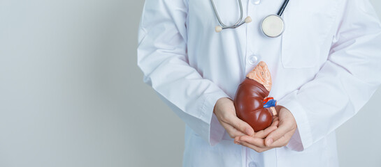 Doctor holding Anatomical kidney Adrenal gland model. disease of Urinary system and Stones, Cancer,...