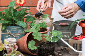 Flower geranium prepared for transplanting to flowerpot on gardener’s table with other pots and...