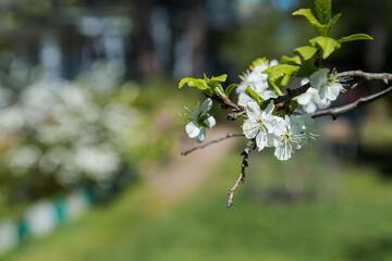 Flowers of the cherry blossoms on a spring day.Amazing spring blossom. Tree branches with beautiful flowers.Blossom orchard.Sakura branches with white flowers on bright blue sky. copy space