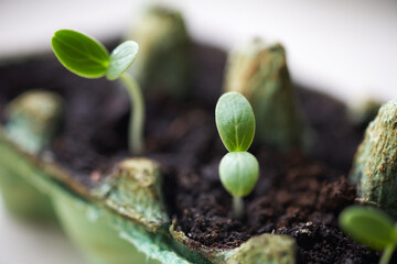 Green sprouts in egg cartons. Macro photography. Selective focus.