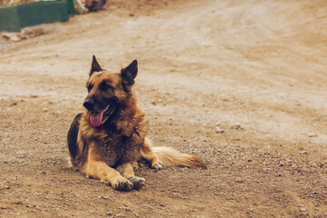 Resting German Shepherd on Dirt Road