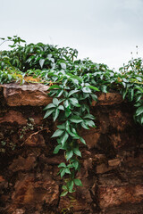 Parthenocissus quinquefolia, known as Virginia creeper