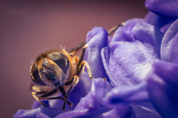 Piękna brązowa mucha na łące wśród fioletowych kwiatów - obrazy, fototapety, plakaty