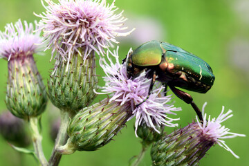 Zielony błyszczący chrząszcz siedzący na kwiatku.  - obrazy, fototapety, plakaty