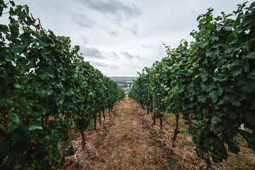 Fototapeta na wymiar White wine grapes in vineyard on day time