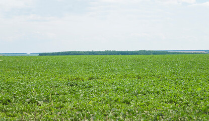 Fototapeta na wymiar Green sugar beet field with horizon line