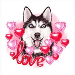 Valentines day Siberian Husky dog with love and hearts. Cute puppy illustration for dog lovers.