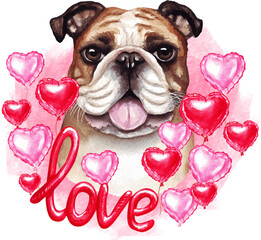 Valentines day English bulldog with love and hearts. Cute puppy illustration for dog lovers.