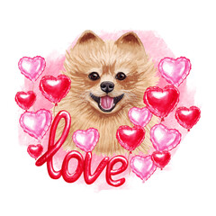 Valentines day Pomeranian  dog with love and hearts. Cute puppy illustration for dog lovers.