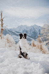 Naklejka na ściany i meble A black and white border collie breed dog in the winter mountains on top does