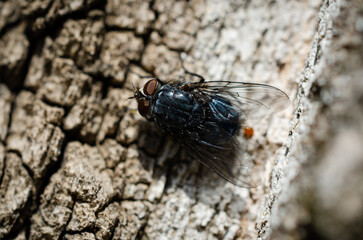 fly on a tree