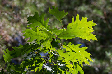 Oak leaves in the sunlight