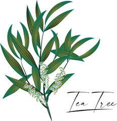 tea tree leaf natural skin care cosmetic vector
