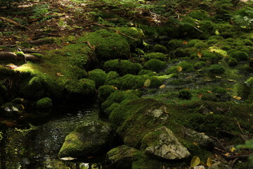 moss on the rocks